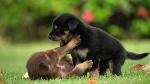 A dog plays with another dog in a fun way