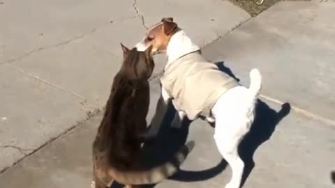 Funny cat, funny video