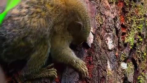 Pygmy Marmosets Are Highly Social Animals And Live In Family Groups 2-15 Individuals