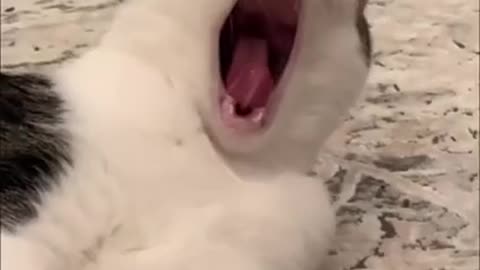 Funny cat