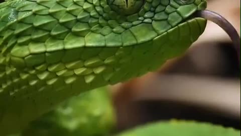 Most Beautiful Snakes Ever Seen 2021