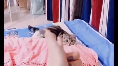 Funny Stubborn Cat cuddle Dog and wouldn't let go - Cute and Funny Cat Video Compilation