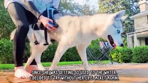 Husky Dog - Beautiful Husky Dog Playing after Swimming Part 4