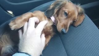 Tiny Doggy Adorably Begs For More Scratches