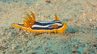 Beautiful Quadricolored Sea Slug