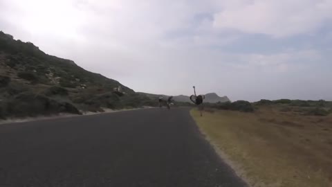 Cyclists chased by an ostrich. The funniest thing you'll see today