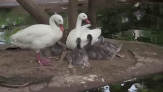 Coscoroba Swans and Babies - Ugly Ducklings