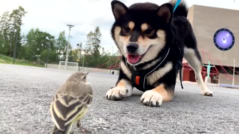 Doggo is Excited To See Bird on A Street