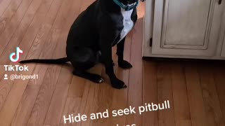 Pitbull mixes dog like to seek