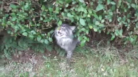 Titus the talking Maine coon cat.