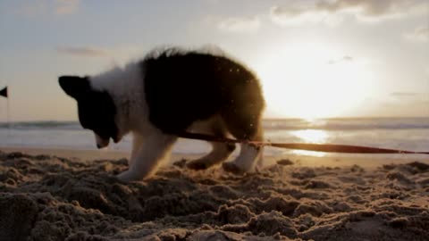 Dog play in Beach