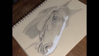 Drawing a Horse Head