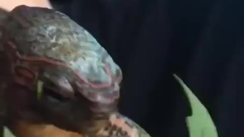 Satisfying video of a turtle being fed.
