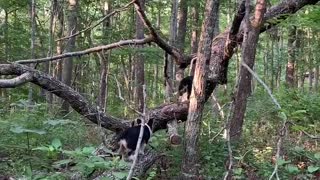 Tree Climbing Adventure Corgis