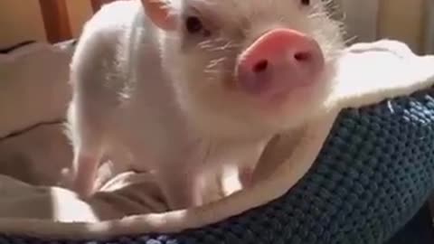Cute Pig pig pig heo con dễ thương