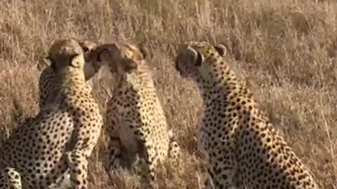 Leopard Jump in the wild