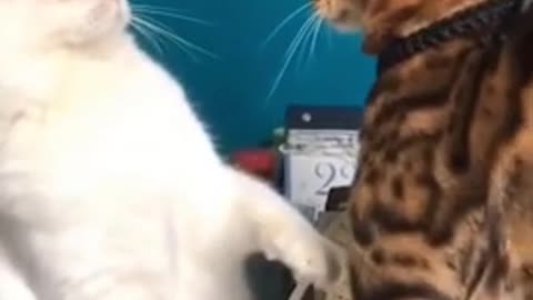 funny cat fight 😂😂😂 my cat is angery so much.
