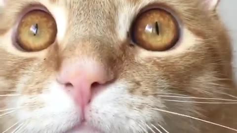 Funny Cat Trying To Talk.