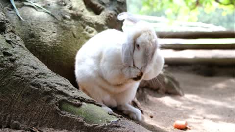 So Cute Rabbit