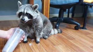When Raccoon bites the ice cube, Rocket Raccoon's face comes out
