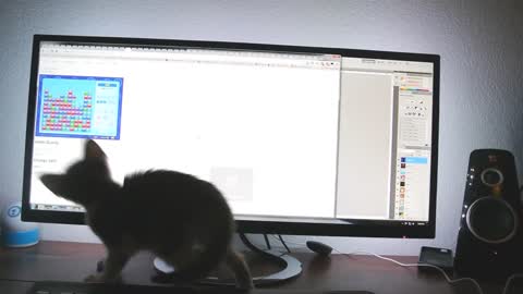 Kitten fascinated by computer screen