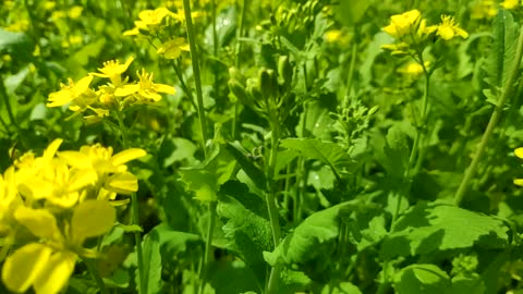 Mustard field, natural beauty of Bangladesh.