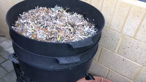 Can-o-Worms Bin Update 11th Aug 2022 @tumbleweed @yourearthmatters