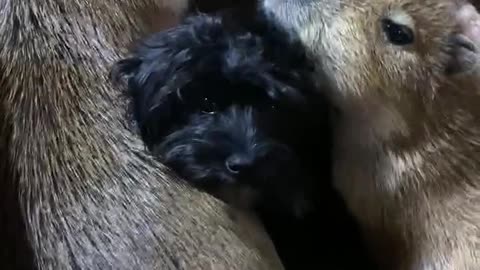 Puppy loves hanging out with capybaras