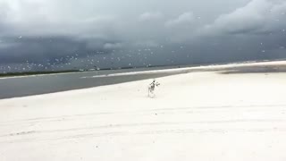 Dalmatian has fun chasing birds on the beach