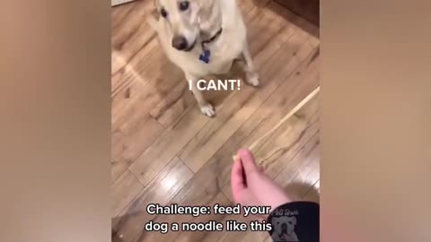 Feed Your Dog With Noodle Challenge