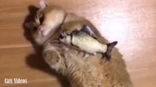 A cat Sleeps And Hug A Fish.
