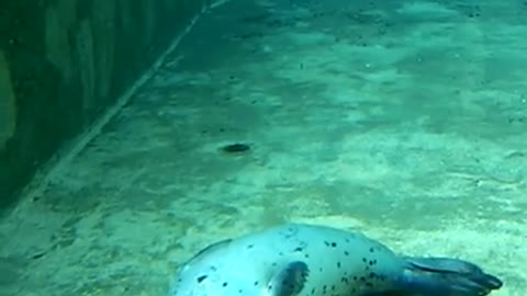 Cute Sleepy Seal