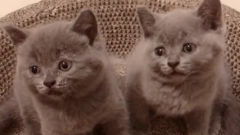 Look at these two cute kittens