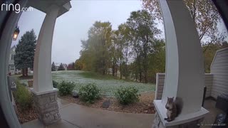 Squirrel Leaps onto Doorbell While Waiting for Snacks