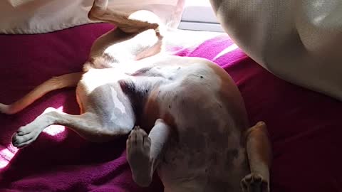 Brown dog laying down on its back and yawning