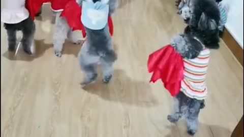 Dogs dance videos