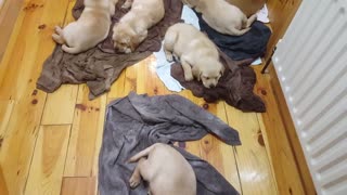 6 week old labrador puppies chillin' after a bath