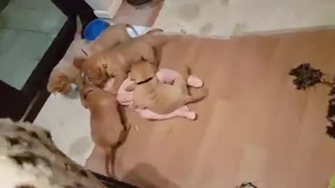 Giggly Tot Disappears Under A Stampede Of Tiny Pups