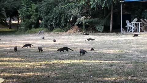 Mongooses and Monkeys Feed and Play Together