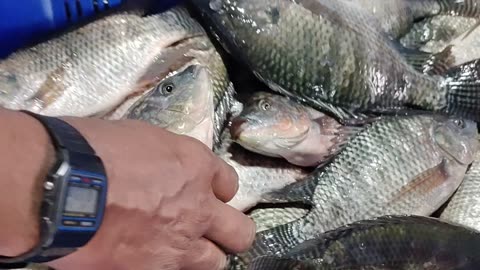 Amazing Prawn Fish Video l Viral Tilapia Fish Video l Nice Karfu Carp Video