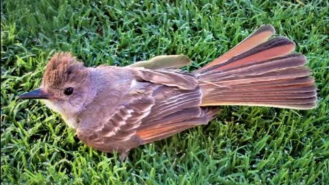 Tucson Arizona Wildlife