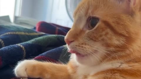 Orange Cat Sticks His Tongue Out