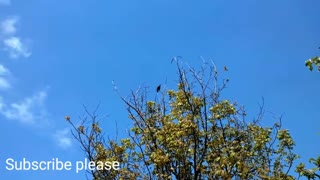 Singing starling