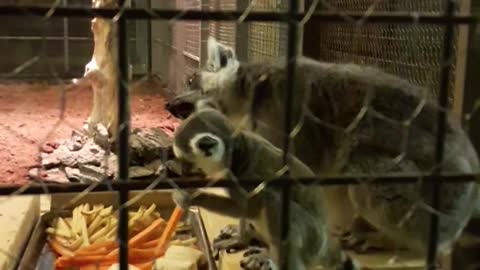 Ring-tailed lemur mother and baby mealtime