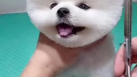 cute & funny dog hair cutting