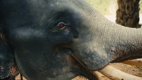 elephant's eye close-up