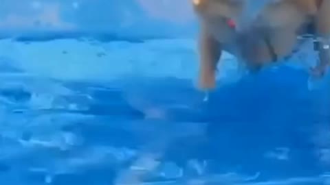 Dog Swimming tutorial