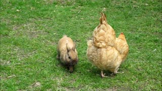 Funny Bunny loves Ruby the chicken