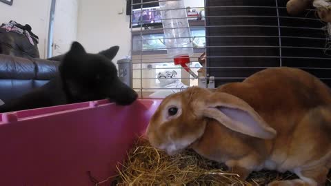 Bunny totally uninterested in puppy's affection