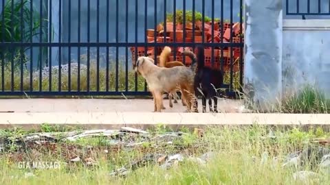 street dog meeting